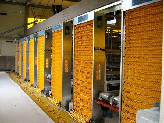 高效智能养殖新篇章 探秘自动集蛋系统与计算机系统集成